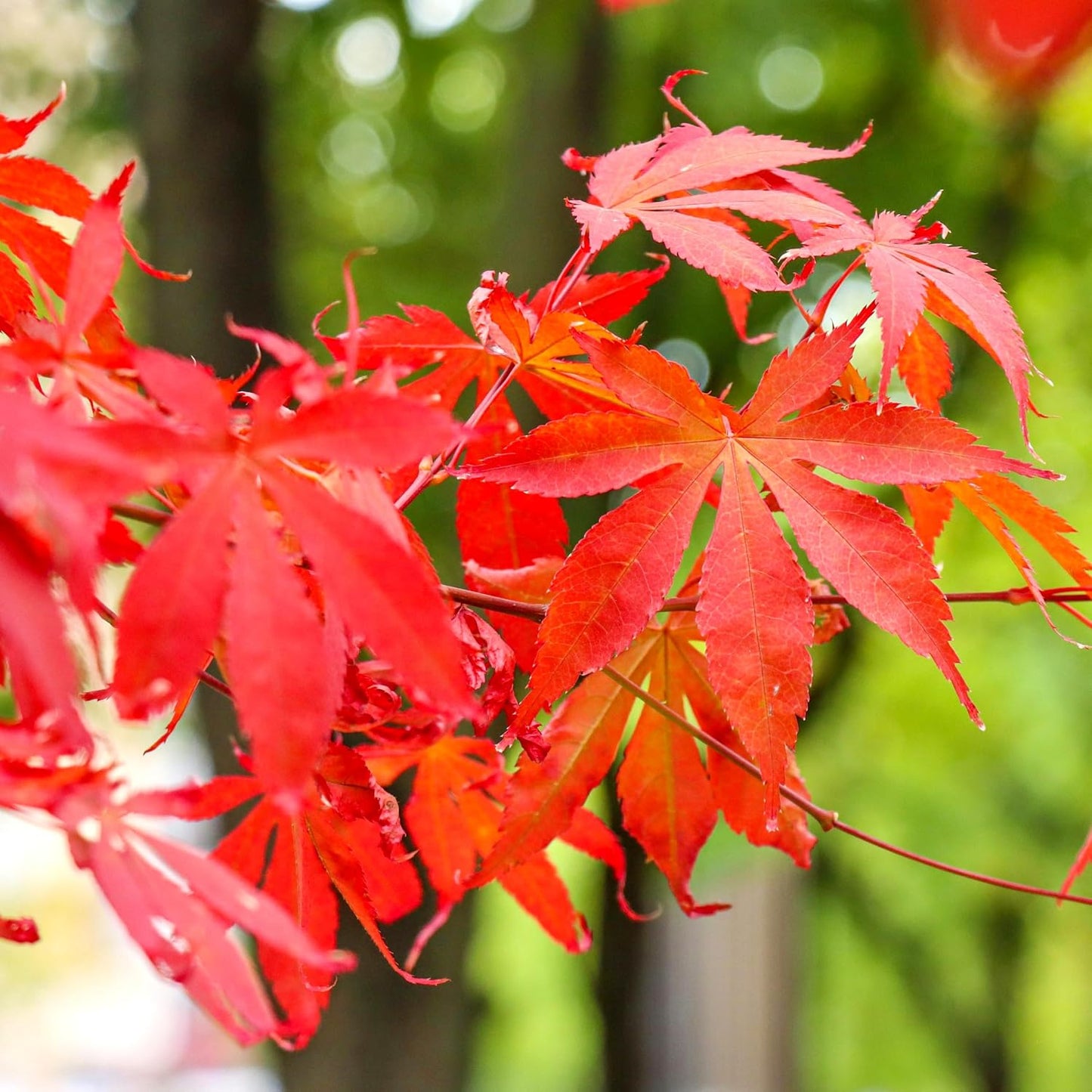 41Pcs Red Maple Seeds for Planting, Acer rubrum Native Fall Color Tree, Non-GMO Heirloom for Shade and Specimen Plantings