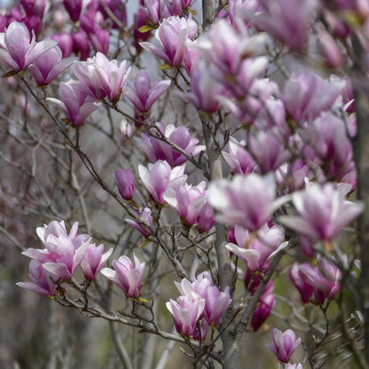30pcs Magnolia Flower Seeds for Planting, Mixed Color Perennial Flower Seed, Non-GMO Heirloom Magnolia Flower Seeds for Home Garden Outdoor
