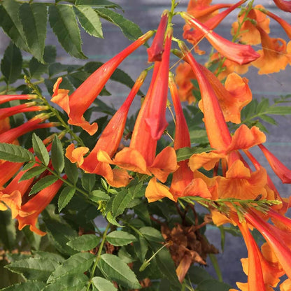 100Pcs Great For Gardeners With Limited Time Trumpet Vine Seeds Easy To Grow