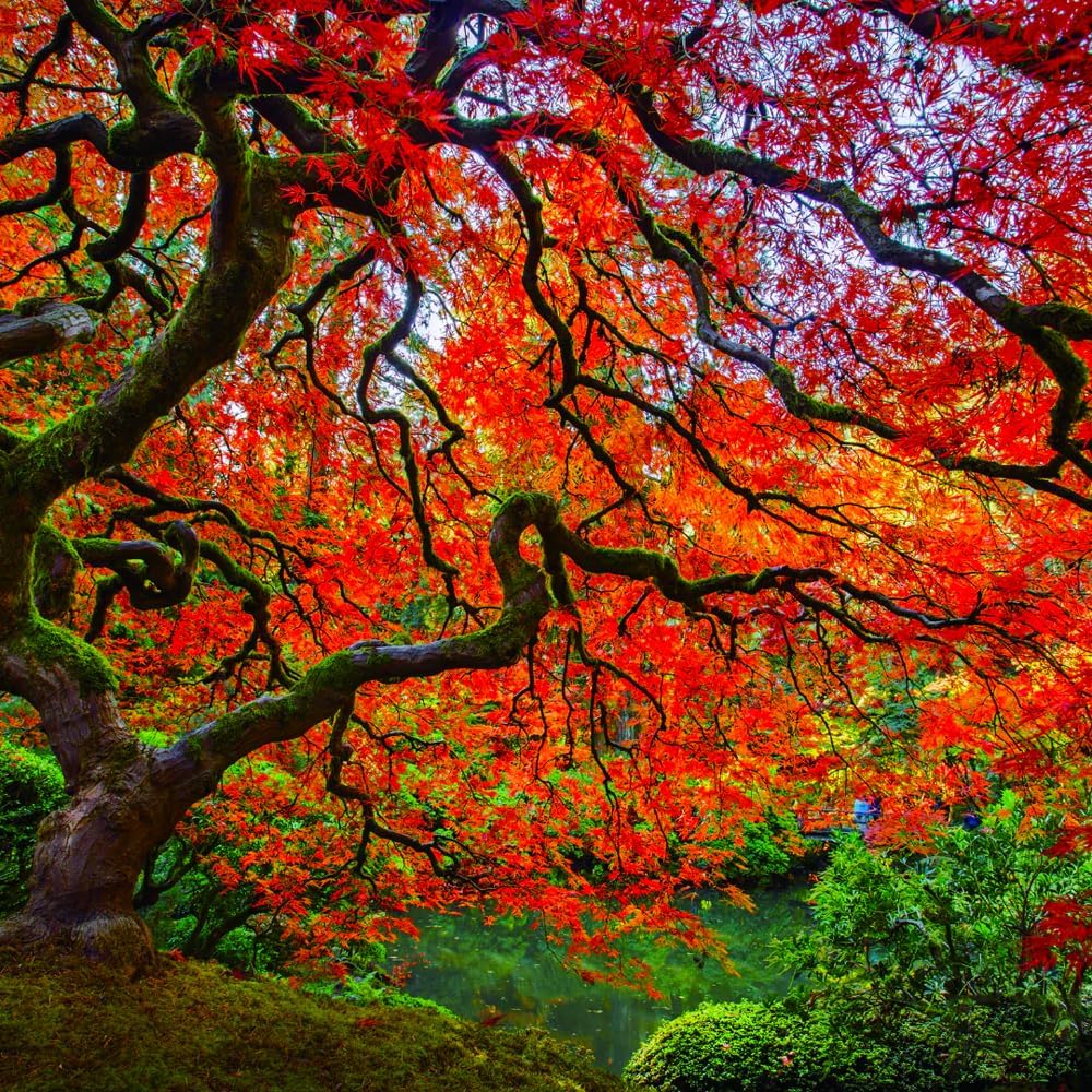 47Pcs Bonsai Red Maple Tree Seeds for Planting,Dwarf Red Japanese Maple Seeds, hade Tree Seed Shade & Ornamental Trees Fast Growing for Farms & Patio Outdoor Garden