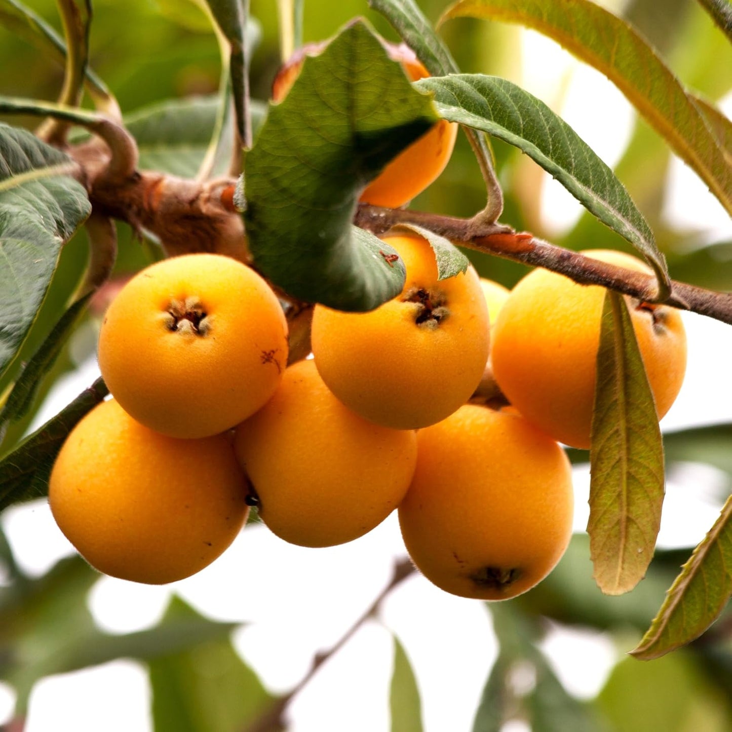 10Pcs Loquat Seeds Perfect for beginner sowing adapt well to open ground placement and garden plot cultivation