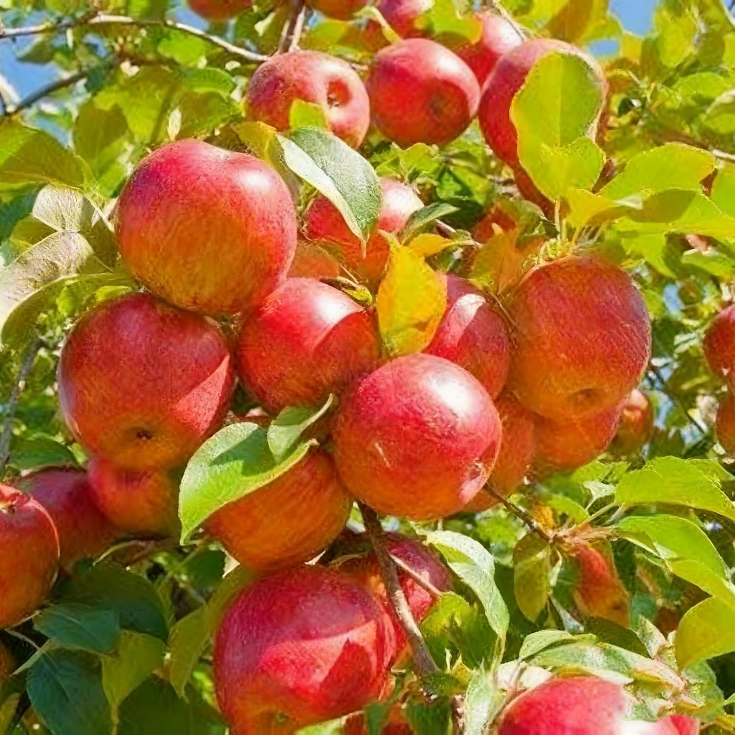 50Pcs Apple Fruit Tree Seeds for Planting, Perennial Delicious Apple Plant Seed, Non-GMO Apple Fruit Seeds for Garden Outdoor