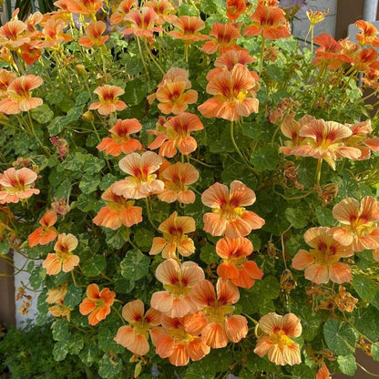 30pcs Nasturtium Seeds Simple to Grow add soft cascading ornamental charm to plain yard and garden landscapes