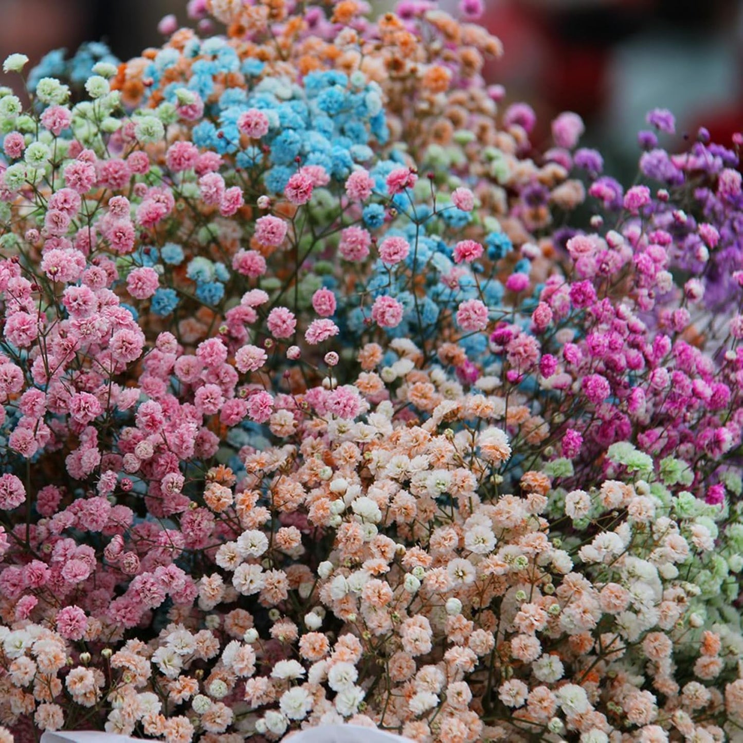 100 Mixed Annual Gypsophila Flower Seed, Non-GMO Baby's Breath Seed for Garden Outdoor