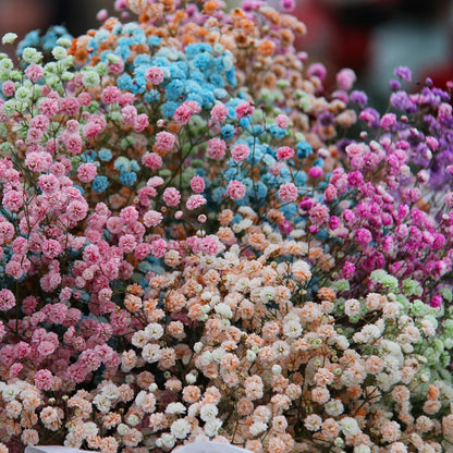 100 Mixed Annual Gypsophila Flower Seed, Non-GMO Baby's Breath Seed for Garden Outdoor