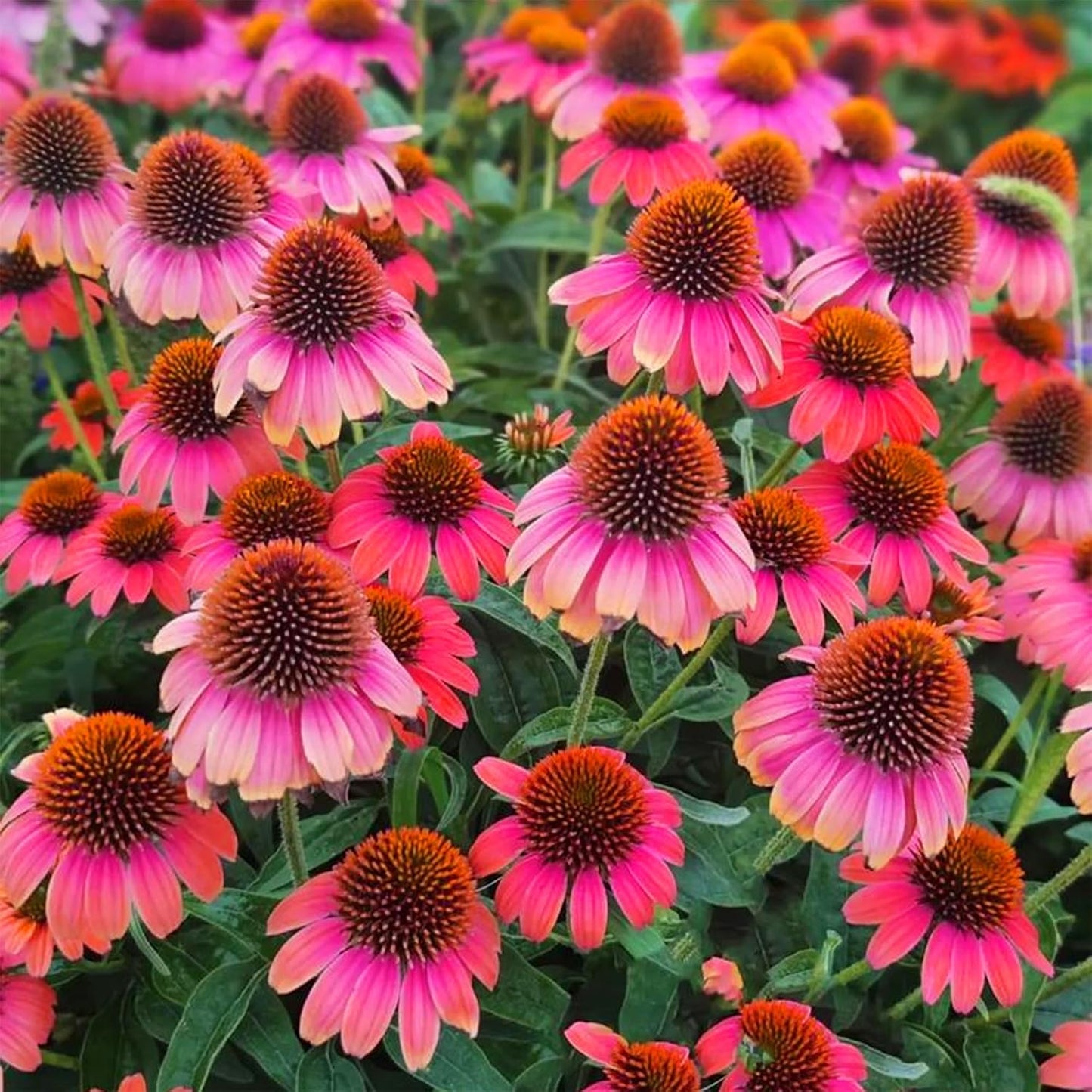 200pcs Perennial Hardy Double ConeFlower Seeds Plants, Non-GMO Heirloom Hummingbirds Open Pollinated Flowers for Home Garden Outdoors