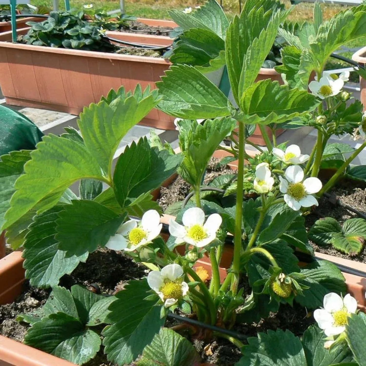 275Pcs Cream Strawberry Seeds Fall & Spring Planting Vibrant Multi-Color Harvest