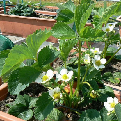 275Pcs Cream Strawberry Seeds Fall & Spring Planting Vibrant Multi-Color Harvest