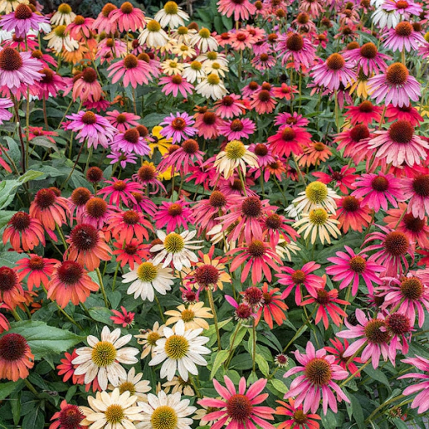 198Pcs Coneflower Seeds add prominent vertical layering to flat open yard landscapes