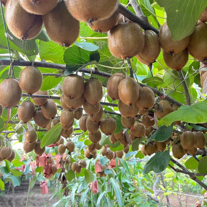 198Pcs Kiwifruit Seeds for Planting – Sweet Fruit Vine for Home Garden
