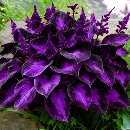 Hosta Seeds for Planting 90Pcs Perennial Hosta Flower Seeds, Non-GMO Heirloom Long Blooming Plants Shaded Entry Pathway Flowers for Garden Outdoors