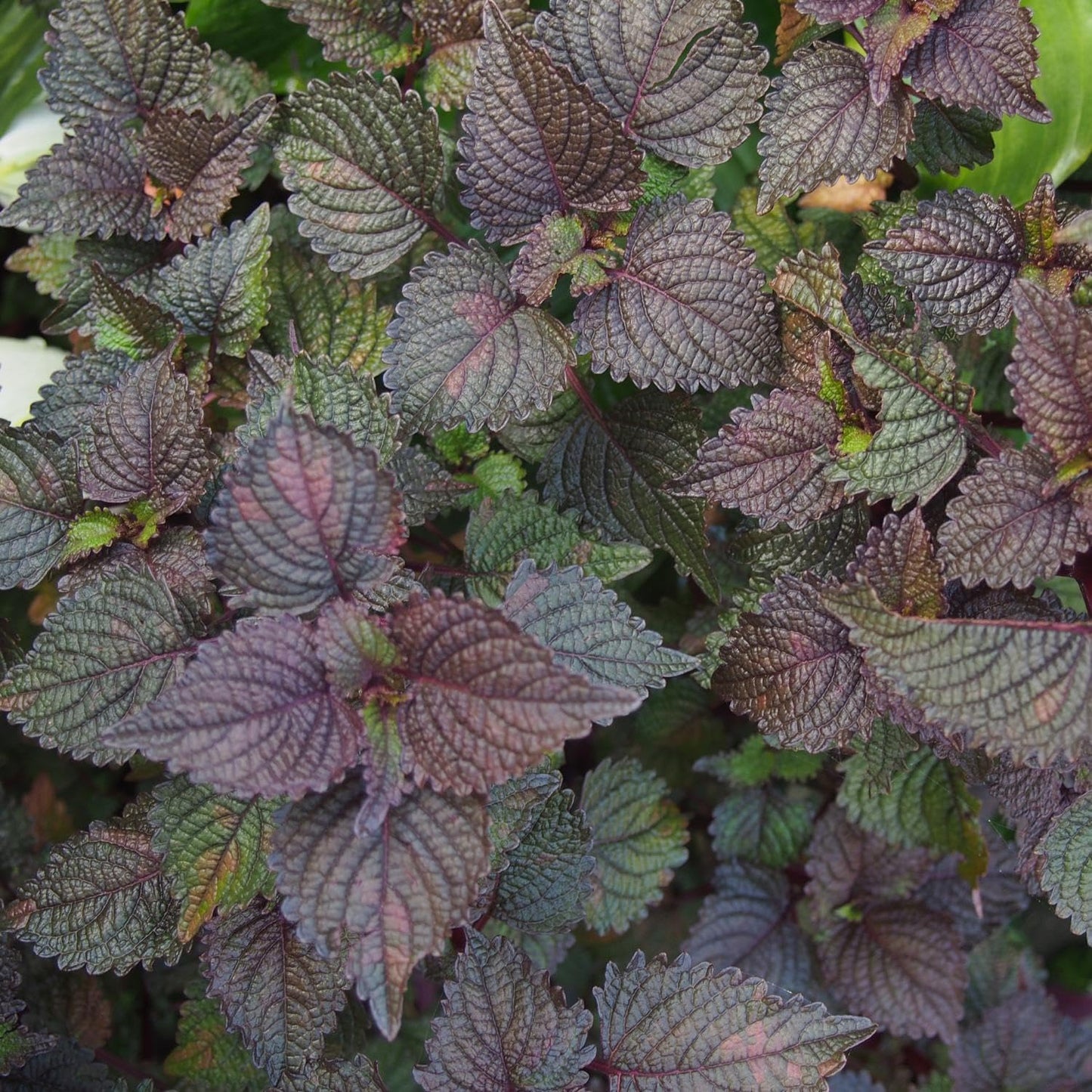 100pcs Perilla Seeds Simple for beginner planting keep natural upright bushy form without disorderly