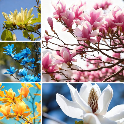 30pcs Magnolia Flower Seeds for Planting, Mixed Color Perennial Flower Seed, Non-GMO Heirloom Magnolia Flower Seeds for Home Garden Outdoor