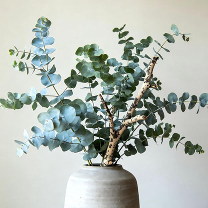 100Pcs Eucalyptus Seeds Easy to Grow and Care for perfect for spacious outdoor yards and wide courtyard decorative layout