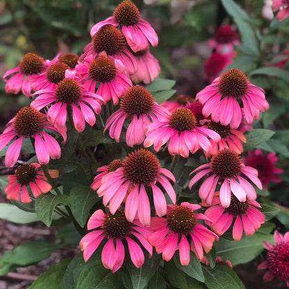 200pcs Pink Coneflower Seeds – Non-GMO Heirloom Echinacea for Pollinator-Friendly Perennial Gardens