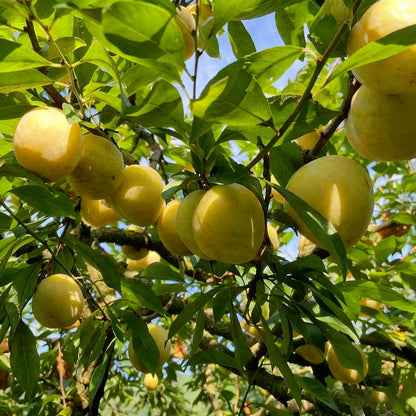96Pcs Passion Fruit Seeds for Planting, Perennial Sweet Passion Seed, Non-GMO Heirloom Passion Fruit Seeds for Home Garden Outdoor