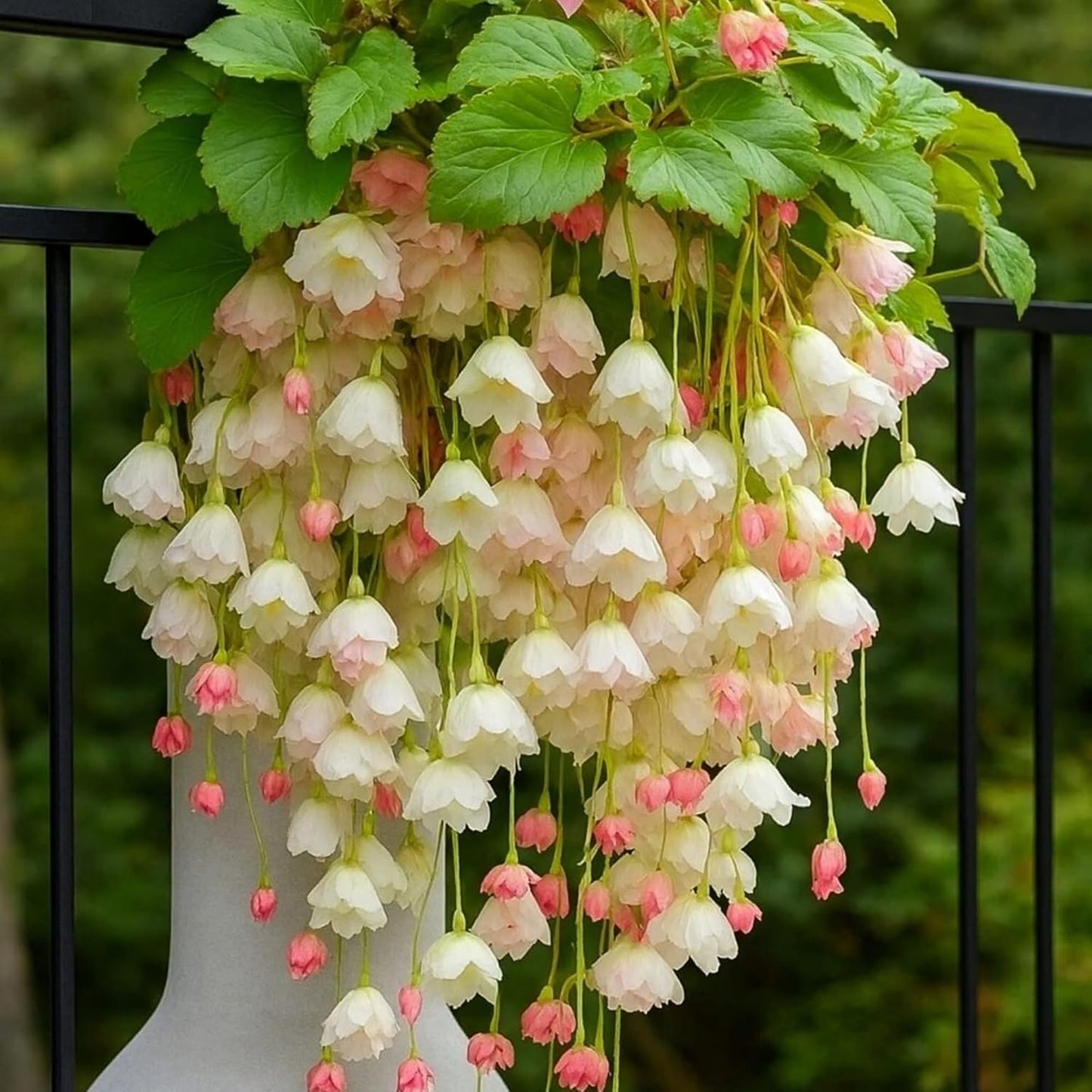 300pcs Hanging Begonia Seeds Flowers | Ornamental Garden & Basket Plant Seeds for Garden Outdoor Indoor