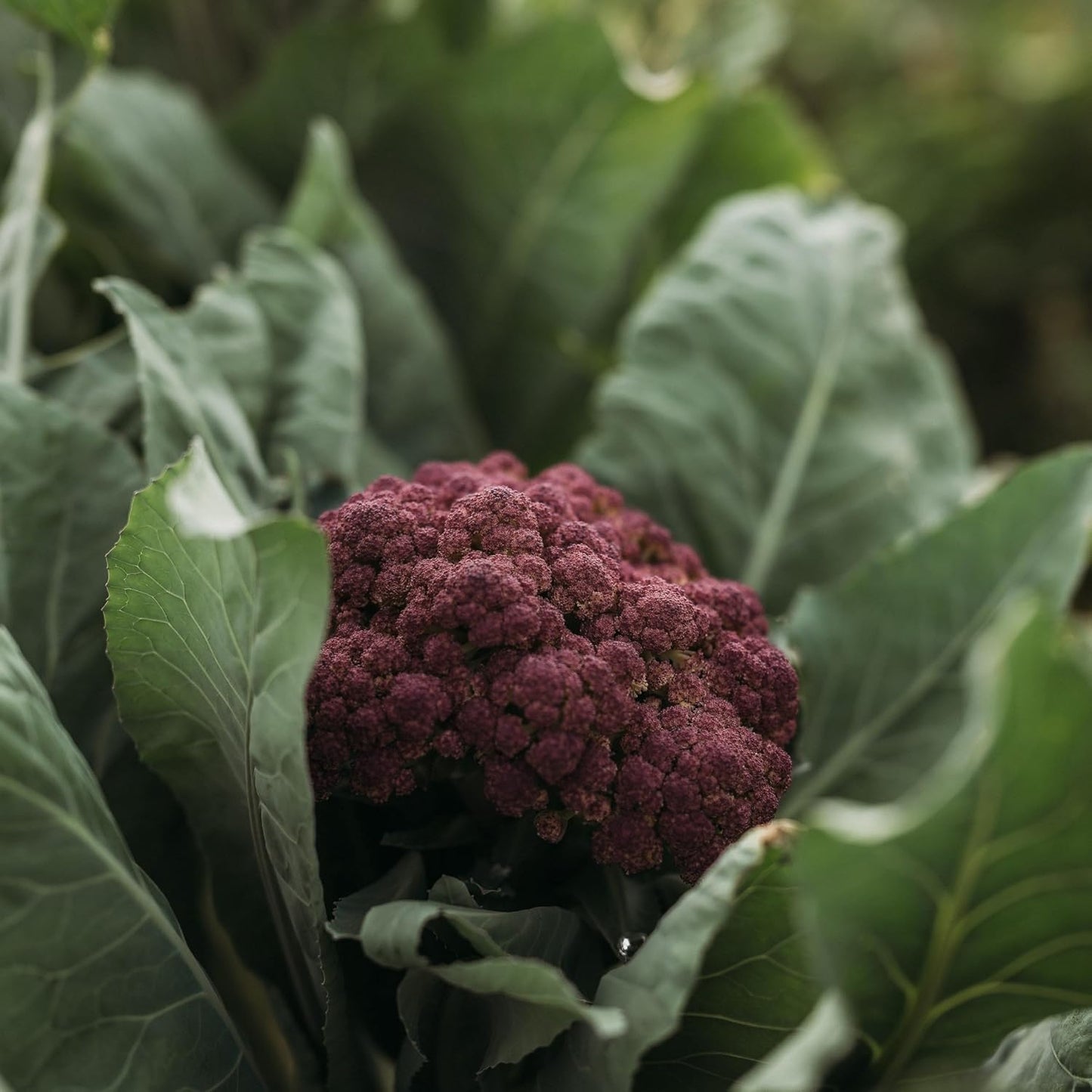 Purple Cauliflower - 200 Seeds - Rare Purple Cauliflower Variety, Non-GMO, Heirloom Cauliflower Seeds for Planting in The Home Garden