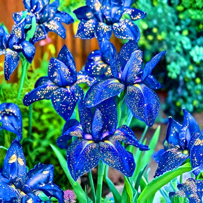 100pcs Iris Seeds for Planting, Perennial Midnight Iris Flower Seeds, Non-GMO Heirloom Beauty Blooming Hummingbirds Open Pollinated Flowers for Home Garden Outdoors