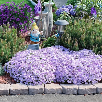 500pcs Creeping Phlox Seeds for Planting,  Non-GMO Heirloom Dwarf Ground Cover Beauty Flowers Plants for Home Garden Outdoors