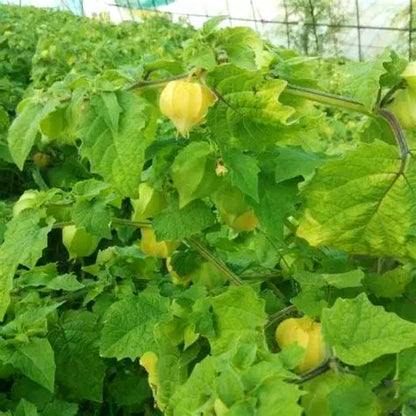 500Pcs Easy to Sow Groundcherry Seeds ideal for forming continuous natural ornamental lines along garden borders and yard edges