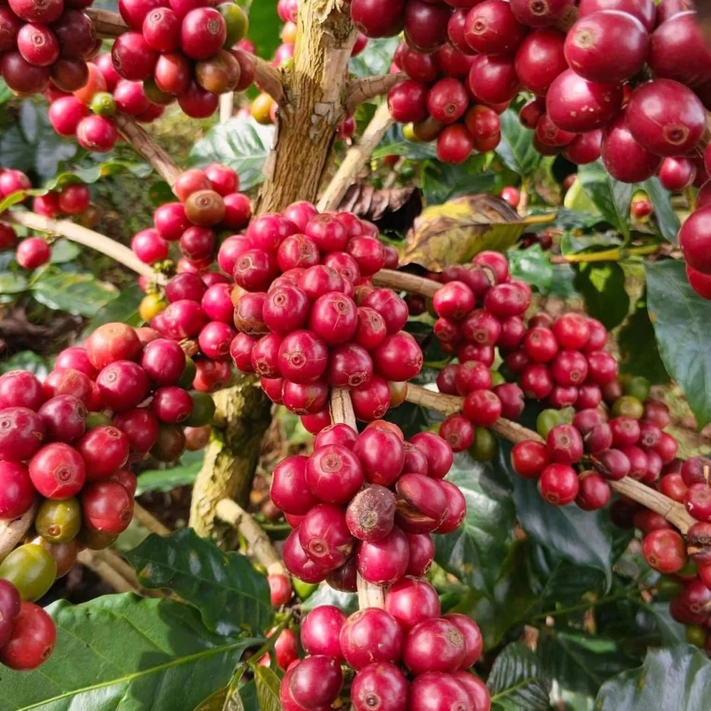 Coffea Seeds for Planting 24Pcs Coffee Bean Garden Seeds, Perennial Plants, Non-GMO Heirloom Coffea Seed for Outdoor Garden