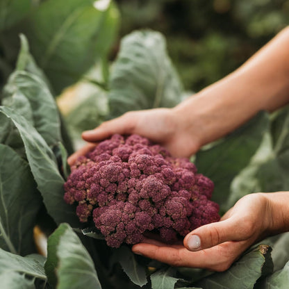 Purple Cauliflower - 200 Seeds - Rare Purple Cauliflower Variety, Non-GMO, Heirloom Cauliflower Seeds for Planting in The Home Garden