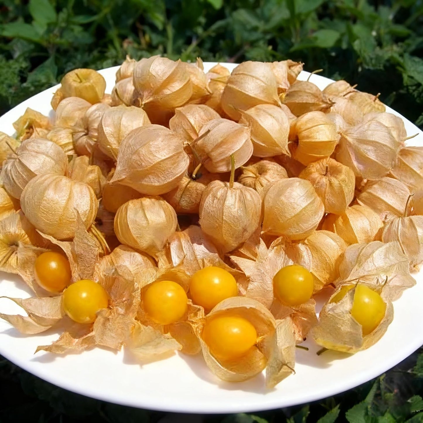 500Pcs Easy to Sow Groundcherry Seeds ideal for forming continuous natural ornamental lines along garden borders and yard edges