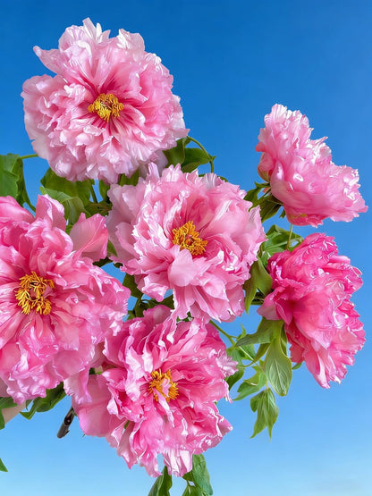 100 Double Hibiscus grandiflorus Seeds for Planting,  Perennial Giant Hibiscus Flower Seeds Plants, Non-GMO Heirloom Beauty Blooms Flowers for Home Garden Outdoors