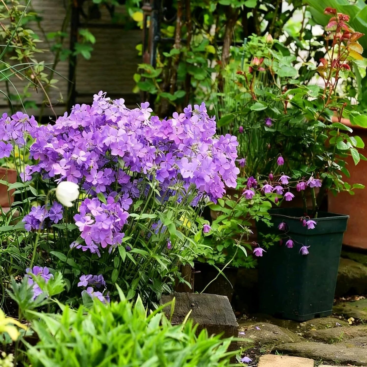 500pcs Creeping Phlox Seeds for Planting,  Non-GMO Heirloom Dwarf Ground Cover Beauty Flowers Plants for Home Garden Outdoors
