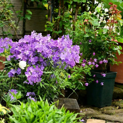 500pcs Creeping Phlox Seeds for Planting,  Non-GMO Heirloom Dwarf Ground Cover Beauty Flowers Plants for Home Garden Outdoors