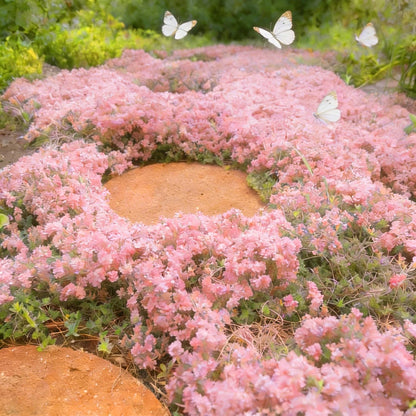Pink Creeping Thyme Ground Cover Flower Seeds for Planting, 500pcs Perennial Pink Creeping Wild Thymus Seeds, Non-GMO Heirloom Wild Thymus Serpyllum Flower Plants for Home Garden Outdoors