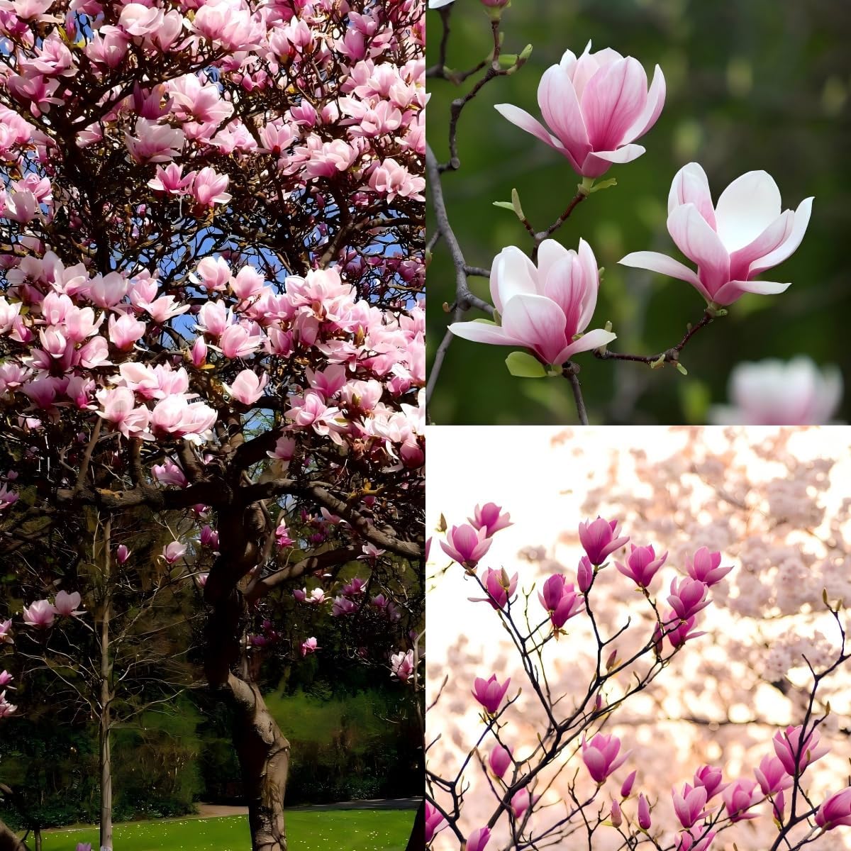 30pcs Magnolia Seeds for Planting - Perennial Yulania Magnoli Denudata Flower Tree, Fragrant Heirloom White Blooms for Home Garden Outdoor