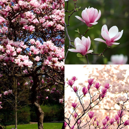 30pcs Magnolia Seeds for Planting - Perennial Yulania Magnoli Denudata Flower Tree, Fragrant Heirloom White Blooms for Home Garden Outdoor