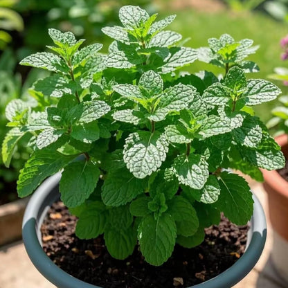 450Pcs Mint Seeds Fresh Green Herb for Kitchen Garden & Container Planting, Fast-Growing Variety