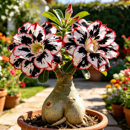 25pcs Fast Growing Ruffled Petal Flowers with Desert Rose Seeds for Garden Planting