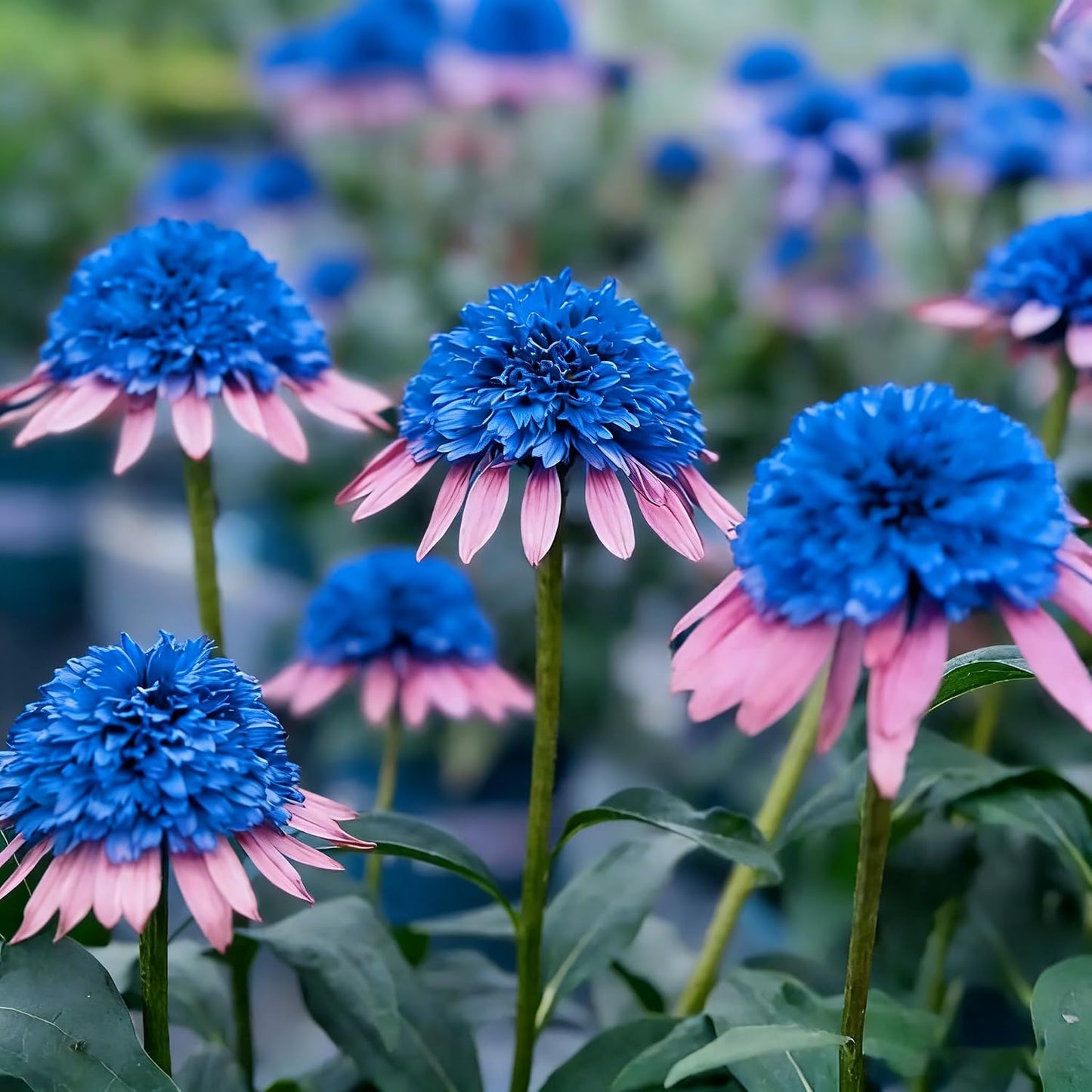 200pcs Perennial Hardy Double ConeFlower Seeds Plants, Non-GMO Heirloom Hummingbirds Open Pollinated Flowers for Home Garden Outdoors
