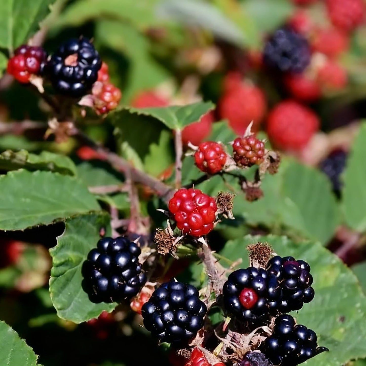 200Pcs Blackberry Seeds Simple Beauty For Clean Garden Spaces Simple To Cultivate