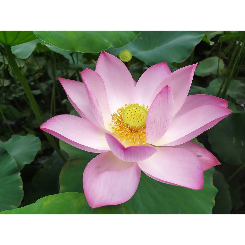 12Pcs Lotus Seeds Simple To Care For And Ideal For Creating Serene Water Garden Retreats In Backyard Spaces