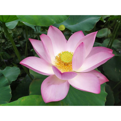 12Pcs Lotus Seeds Simple To Care For And Ideal For Creating Serene Water Garden Retreats In Backyard Spaces