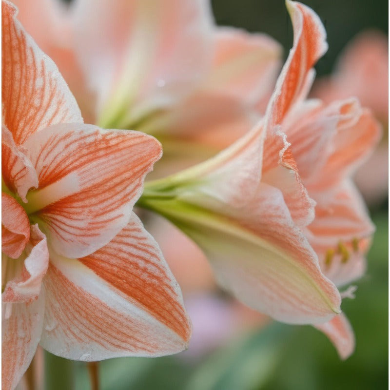 88pcs Amaryllis seeds Outdoor garden decoration is easy to planting