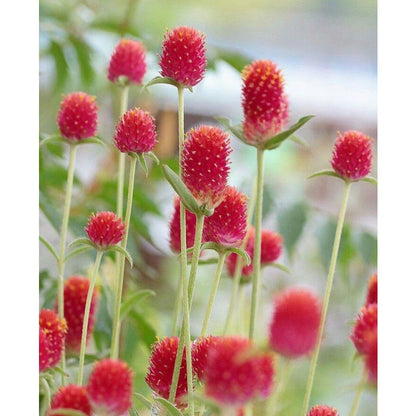 100pcs Gomphrena Seeds Effortless Cultivation fit small and medium garden decorative layout demands