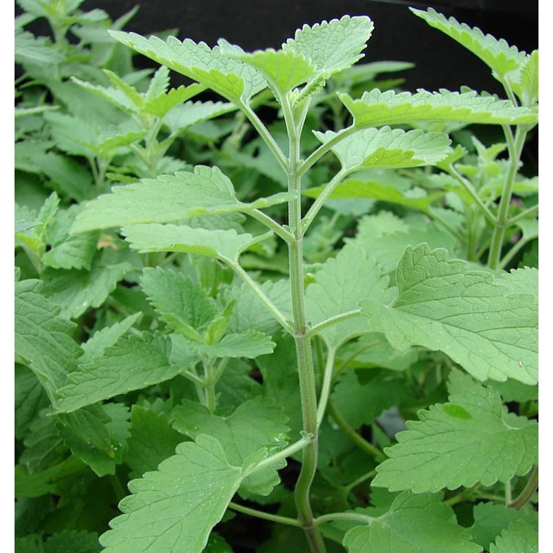 999Pcs Catnip Seeds for planting in garden borders, yard beds and outdoor ornamental growing spaces