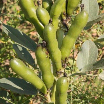 5pcs Fava Bean Seeds Perfect for home planting form compact upright bushy clumps for garden bed shaping and row arrangement