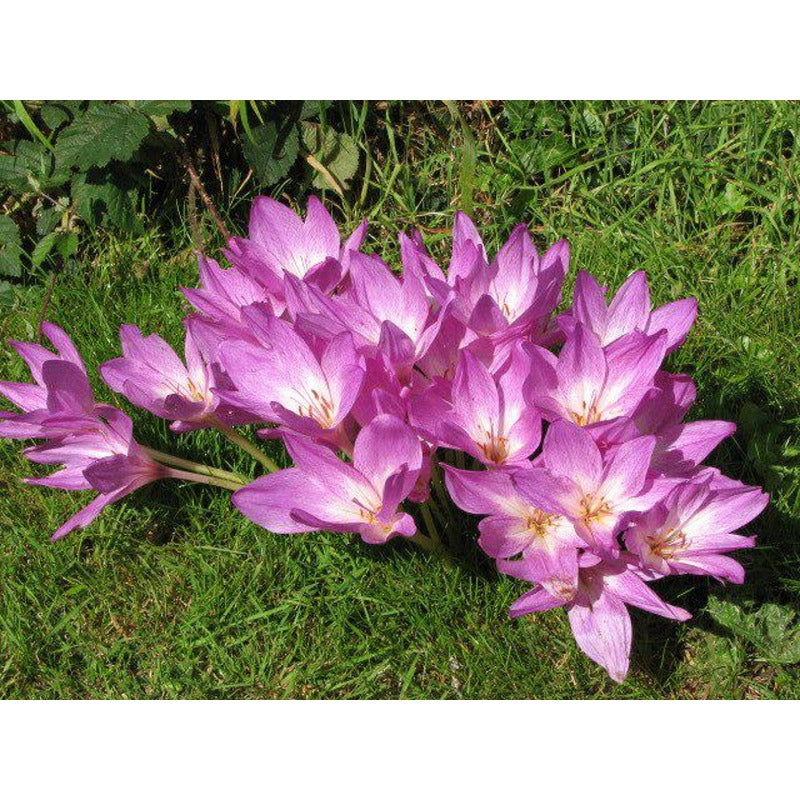 98Pcs Simple To Plant And Naturally Charming Saffron Seeds Complement Any Type Of Outdoor Home Decor