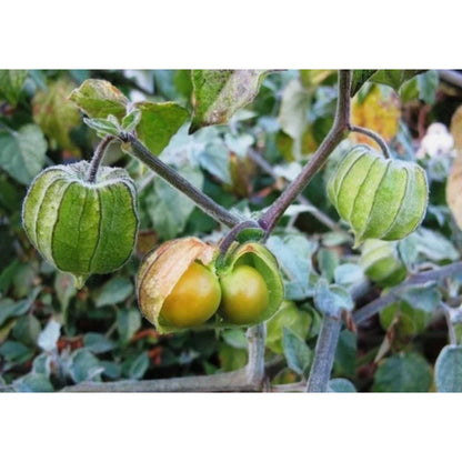 100Pcs Gooseberry Seeds Fruit Spring Ground Cherry-Heirloom Seeds