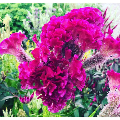 200pcs Mixed Celosia Seeds- Brain Celosia argentea, Heirloom Summer Annual