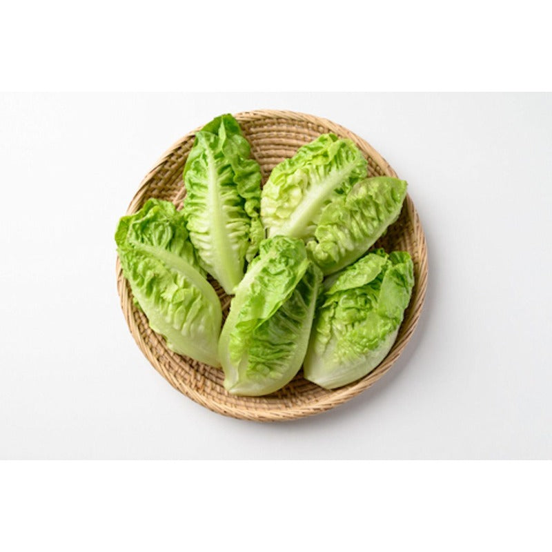 1000pcs Suitable for beginner planting Lettuce Seeds flourish in ordinary well-drained soil suited for garden foliage cultivation