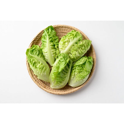 1000pcs Suitable for beginner planting Lettuce Seeds flourish in ordinary well-drained soil suited for garden foliage cultivation