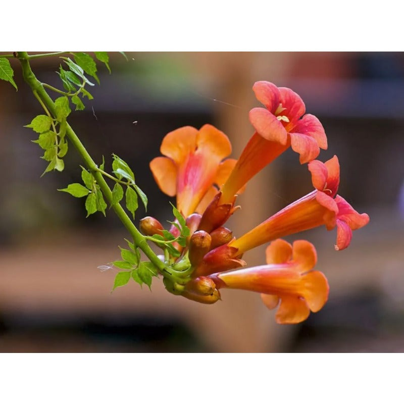 88Pcs Perfect For Small Space Vertical Gardening Trumpet Vine Seeds Easy To Grow Fits Compact Yard And Patio Zones